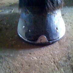 Hoven er fin og hel igen